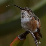 Hummer40.jpg