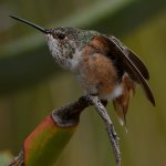 Hummer43.jpg