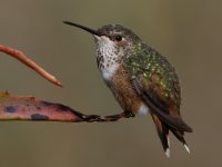 Hummer57.jpg