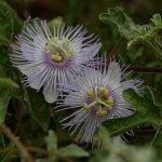 Passiflora.jpg