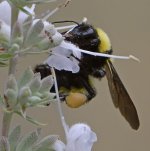 Bee.jpg