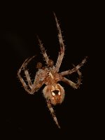 Spider.jpg