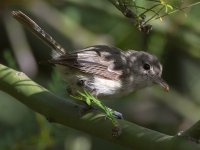 Flycatcher.jpg