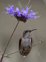 Hummer7.jpg