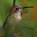 Hummer17.jpg