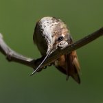 Hummer20.jpg