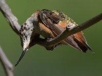 Hummer22.jpg