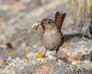 HouseWrenGrasshopper-401.jpg