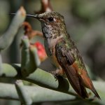Hummer38.jpg