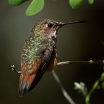 Hummer39.jpg