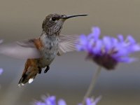 Hummer5.jpg