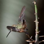 Hummer14.jpg