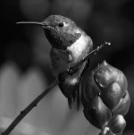 HummerBW2.jpg