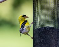 Hummingbirds-8613.jpg