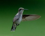 Hummingbirds-8635-Edit.jpg