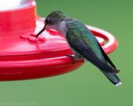 Hummingbirds-8632.jpg