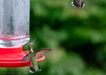 Hummingbirds-8662.jpg