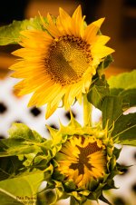 Sunflowers-3464.jpg