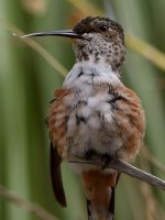 Hummer29.jpg