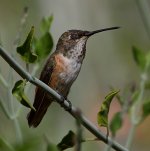 Hummer33.jpg