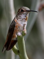 Hummer35.jpg