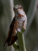 Hummer36.jpg