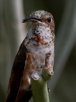 Hummer37.jpg