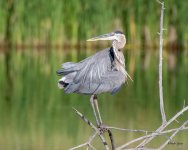 GBH-469.jpg