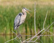 GBH-470.jpg
