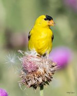 GoldFinch-430.jpg
