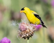 GoldFinch-431.jpg