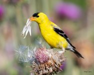GoldFinch-432.jpg