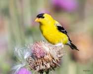 GoldFinch-433.jpg