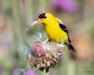 GoldFinch-434.jpg