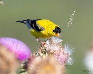 GoldFinch-435.jpg