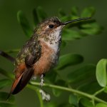 Hummer29.jpg
