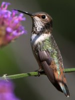 Hummer39.jpg