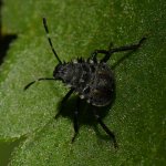 Beetle.jpg