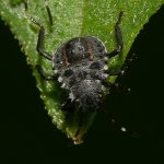Beetle3.jpg