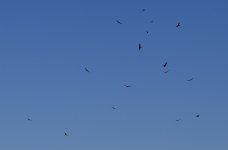 _ROY8875_00001.jpg