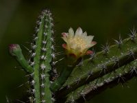 Cactus.jpg