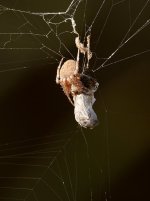Spider.jpg