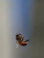 Bee.jpg