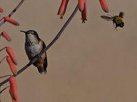 Hummer21.jpg