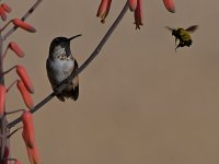 Hummer22.jpg