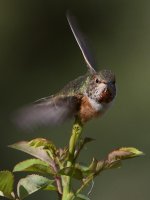 Hummer10.jpg