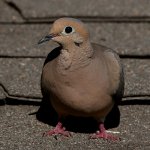 Dove2.jpg
