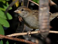 Sparrow2.jpg