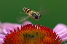 DSC_9144.jpg