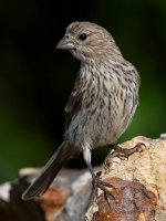 Finch.jpg